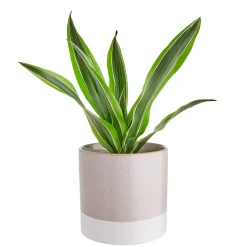 EARLY SPRING Blumentopf