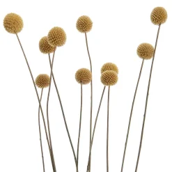 FLOWER MARKET Trockenblumen Craspedia