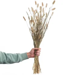 FLOWER MARKET Trockenblumen Lagurusgras