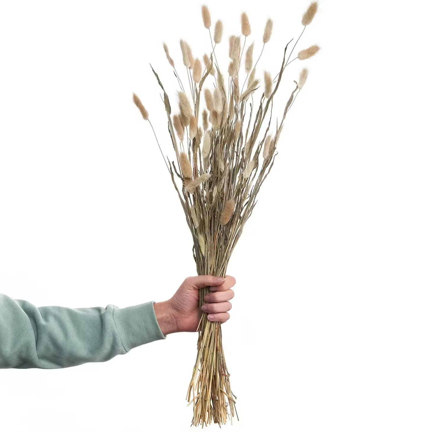 FLOWER MARKET Trockenblumen Lagurusgras