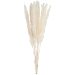 FLOWER MARKETTrockenblume Mini-Pampasgras 6er-Set