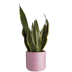 RAINBOW Blumenübertopf